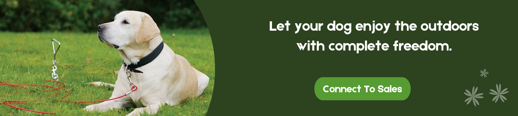 Dog sitting on grass with leash in sunny outdoors.